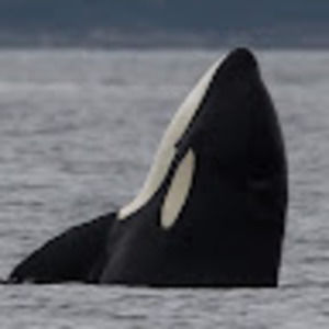 Meet your Posher, Rayne